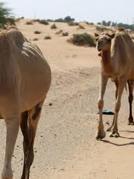 The camel, named casper, is penned in a field at the tiger truck stop in grosse tete. Woman Bites Camel S Genitals To Get Free After Animal Sat On Her Wbma