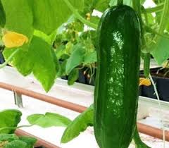 Maybe you would like to learn more about one of these? Macam Tanaman Sayur Hidroponik Hidroponik Yang Baik