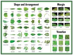 Leaf Morphology Chart Climate Related Keywords Suggestions