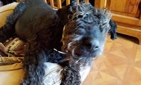 The airedale terrier traces its ancestry back with many of the other terriers to the extinct black and tan terrier. Black Airedale Terrier Airedale Terriers Airedale Terriers