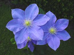To prune a clematis you need to know to which pruning. Clematis Fuji Musume 1 Gallon Pot Sun Or Shade Halifax Perennials