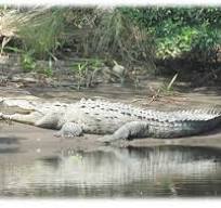 MONITOREO, HERRAMIENTA FUNDAMENTAL PARA LA CONSERVACIÓN DEL ...