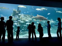 North Carolina Aquariums North Carolina Aquarium At Fort Fisher North Carolina Aquarium North Carolina Vacations Nc Beaches