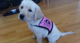 Certification and registration (formatting) documentation of the training process, pact, and registration is necessary to take your dog into public spaces. Watch Pups As Young As 4 Weeks Train To Become Service Dogs Life With Dogs