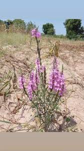 Image result for Striga hermonthica