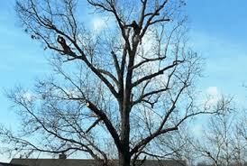 Maybe you would like to learn more about one of these? Benton County Tree Service Tree Pruning Removal Raines Tree Care