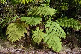 Image result for Cyatheaceae