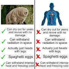 The tardigrade is an extremly tiny animal that have lived on earth for about 500 million years and they can survive in all climates. Get Your Own Tardigrade Today With 70 Off Memes