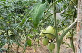 Furthermore, we show some samples of our collected dataset which contains different diseases and. How To Grow Your Own Tomatoes Part 4 Disease Prevention Modern Farmer