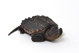 Check spelling or type a new query. B Grade Juvenile Snapping Turtles For Sale Alligator Snapping Turtle Turtle Snapping Turtle