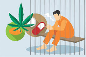 Biji tumbuhan ini mengandung zat narkotika. Ulasan Lengkap Bisakah Dipidana Jika Menggunakan Ganja Untuk Penyedap Makanan