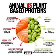 Protein Is An Essential Part Of The Diet It Helps To Build Repair And Maintain The Body S Structures Foods D In 2020 Plant Based Protein Plant Protein Animal Protein