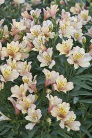 Inca Ice Peruvian Lily Alstroemeria Hybrid Peruvian Lilies Alstroemeria Flower Landscape