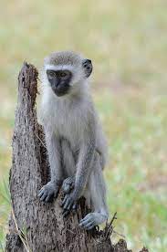 Vervet Monkey Vervet Monkey Animal Pictures Primates