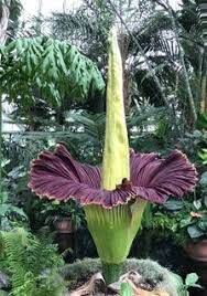 10pcs Biggest Flower Amorphophallus Titanum Seeds Flower Seeds Corpse Flower Titan Arum Amorphophallus Titanum Plants