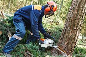 Pin On Tree Removal