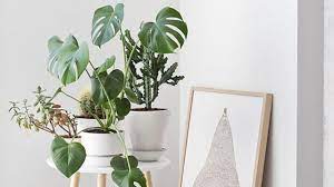 Our diy monstera drop dish is such a pretty handcrafted accessory for your home. Decorate With The Monstera Leaf