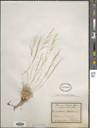 Image result for Styppeiochloa gynoglossa