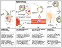 This Table Describes Different Types Of Hypersensitivity In Type I Ige Mediated Hype Hypersensitivity Medical Laboratory Science Human Anatomy And Physiology