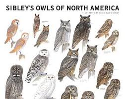 Birds Of Eastern North America Sibley S Backyard Birds Of Eastern North America Poster Backyard Birds North America Owl