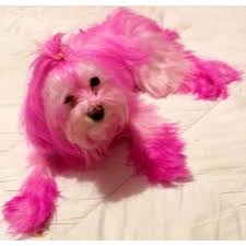 Bigdog Boutique Dog Dye Dog Hair Dye Pet Safe
