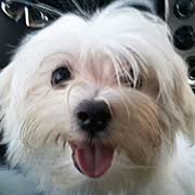 Maltese puppies for adoption in illinois. Rescue Me Maltese Rescue Home Facebook