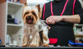 Walmart.com has been visited by 1m+ users in the past month Pet Grooming 101 I The Tools And Supplies You Need