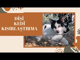 Corona Viruslu Kedi Kisirlastirma