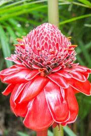 Image result for Aframomum angustifolium