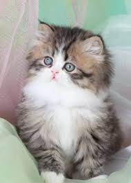 Golden White Bicolor Persian Kittens Teacup Persian Kittens Kittens Cutest Pretty Cats