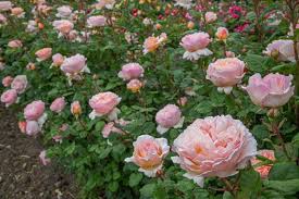 Jun 01, 2021 · c'est souvent l'une des premières fleurs que l'on veut voir pousser dans son jardin. Rosa Princesse Charlene De Monaco Hybrid Tea Rose