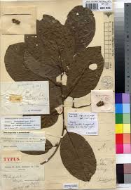 Image result for Dichapetalum madagascariense