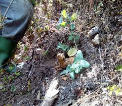 Image result for Bothriocline nyungwensis