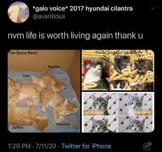 Pepper, ginger, olive, honey, cookie, mocha, sugar, and peanut. Adorable Twitter Thread Celebrates Cats With Food Names Memebase Funny Memes