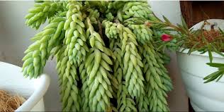 Dari sekian banyak jenis bunga gantung, mungkin hanya beberapa saja yang bisa tahan panas. 11 Jenis Bunga Gantung Di Teras Rumah Untuk Mempercantik Halaman