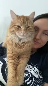 Injured gray and white cat