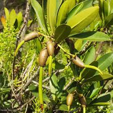 Image result for Rhizophora