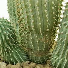 Image result for Hoodia