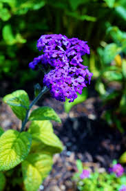 The foul smell they emit is usually to attract pollinators. 10 Fragrant Flowers For A Heavenly Smelling Garden Garden Therapy