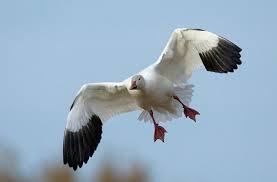 Snow Goose Barrelling Fligh Jpg 650 428 Pixels Ross Goose Snow Goose Goose Animals