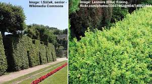 A popular evergreen shrub in the south, japanese pittosporum has dense, compact foliage that makes it suitable for privacy screens or informal types of hedges. The Best Privacy Hedges Shrubs And Trees For Privacy Pictures