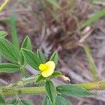 Image result for Stylosanthes fruticosa