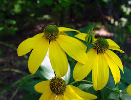 Image result for Lindackeria bukobensis