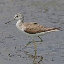 Image result for Tristachya lualabaensis