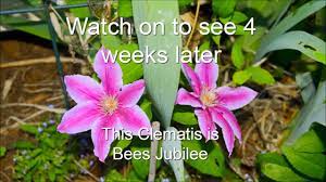 Maybe you would like to learn more about one of these? Super Easy Spring Pruning Clematis Group 2 Youtube