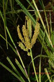 Image result for Eleusine coracana