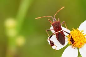 Image result for Lepidagathis eriocephala