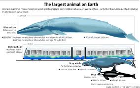 Whale Length Chart This Poem Teaches Us About Whales