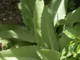 Pin En Plantas Medisinales