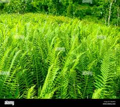 Image result for Lomariopsidaceae